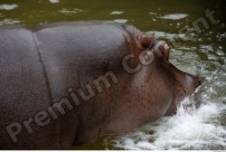 Hippo # 2